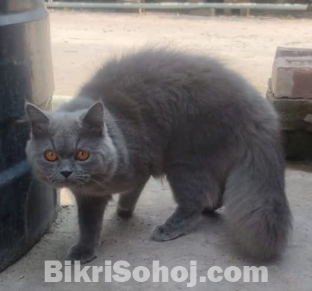 Triple coat pure persian cat